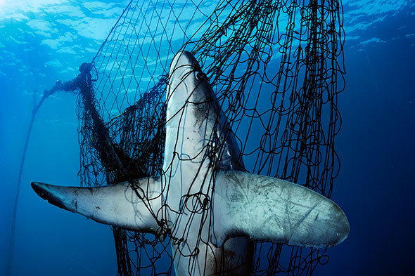 Tiburón atrapado en una red, México. Foto (c) Brian Skerry