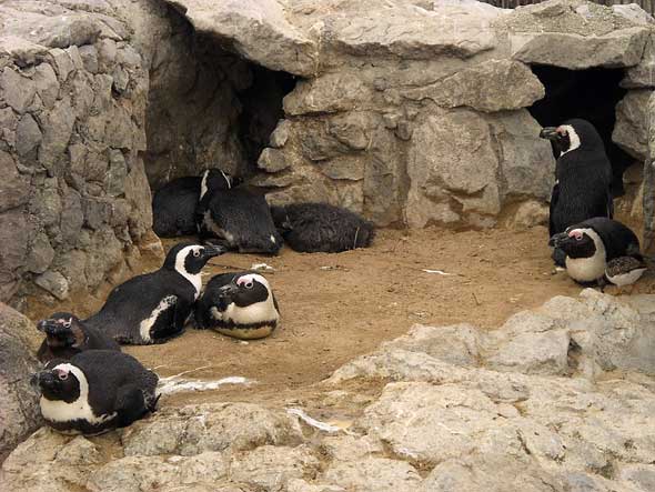 Zoo de la Magdalena, Santander