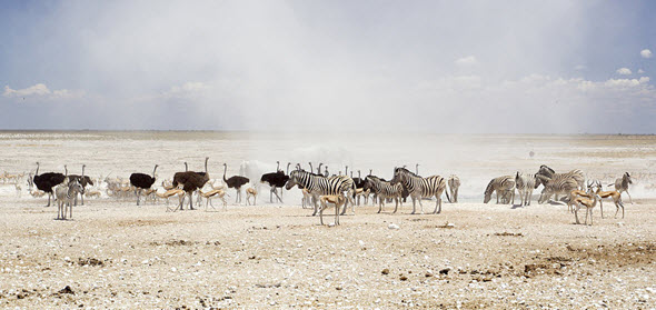 El parque nacional de Etosha es uno de los más ricos en biodiversidad de todo África