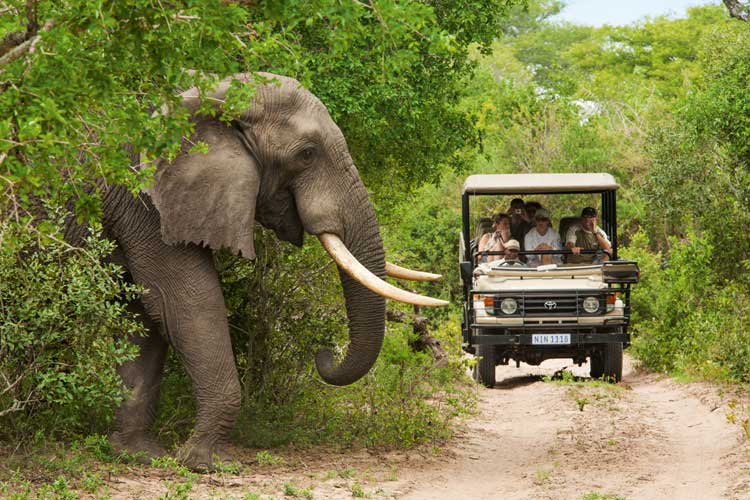 Visitar el Parque Nacional Kruger de Sudáfrica | Tu Gran Viaje 