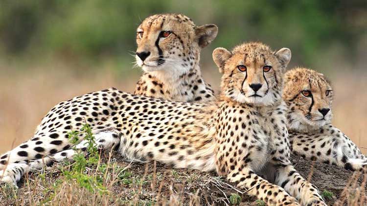 Leopardos en el parque nacional de Kruger