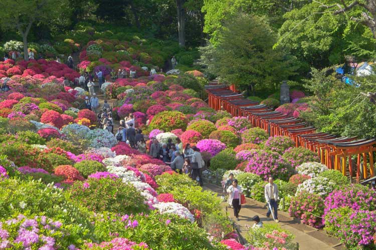 Gran Festival del Santuario Nezu-Jinja. Tu Gran Viaje