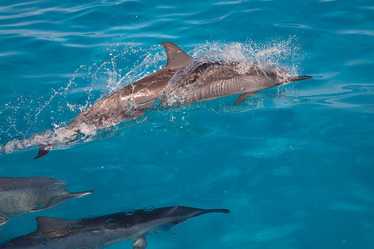 Papahanaumokuakea. Delfines en el atolón de Midway. Foto US Fish and Wildlife Service. Tu Gran Viaje