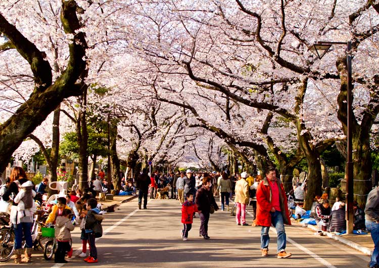 Hanami en Tokio. Tu Gran Viaje. Revista de viajes y turismo