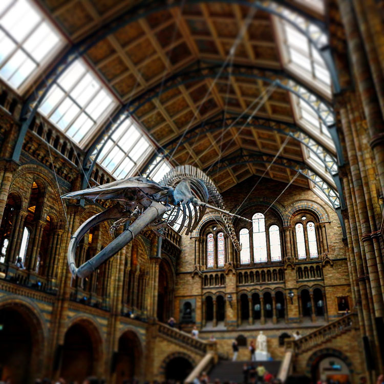 Hope, Natural History Museum of London © Tu Gran Viaje | Razones para viajar a Reino Unido en otoño | Revista Tu Gran Viaje editada por TGV Lab